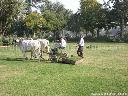 Tradition way of Grass cutting in Taj Mahal Garden