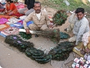 Peacock wings