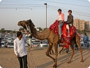 Children enjoying camel ride