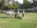 Tradition way of Grass cutting in Taj Mahal Garden